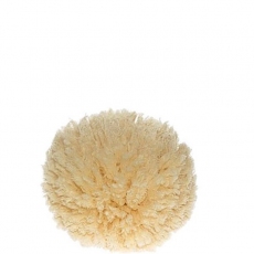 Natural Sponge